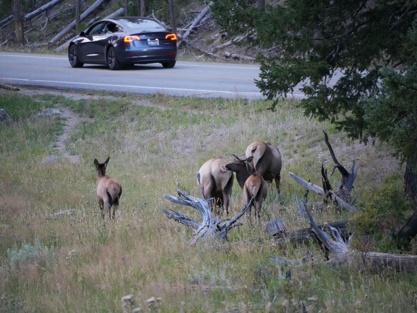 Wapiti-Hirsche und Rehe bei Dämmerung im Yellowstone Nationalpark