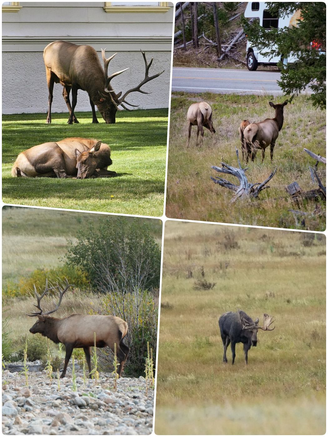 Hirsche und Elche im Yellowstone Nationalpark sehen