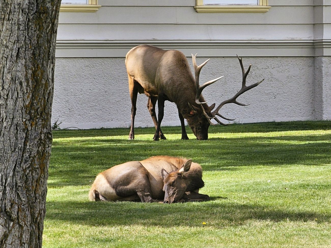 Hirsche (Elk) in Mammoth im Yellowstone Nationalpark