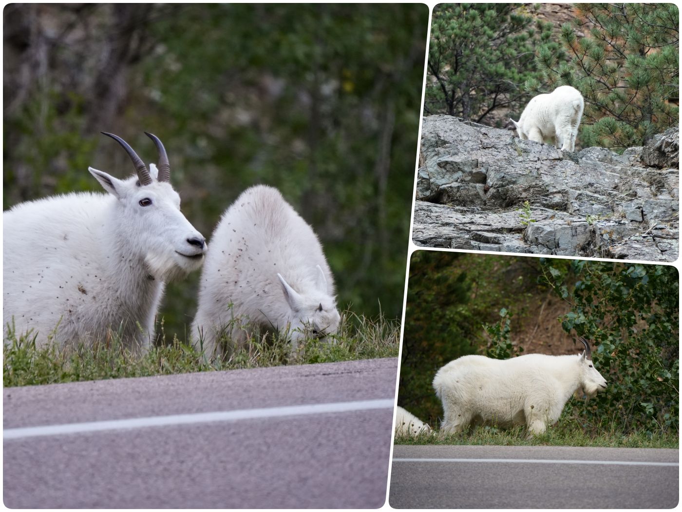 Schneeziege (Mountain Goat), Nordamerika