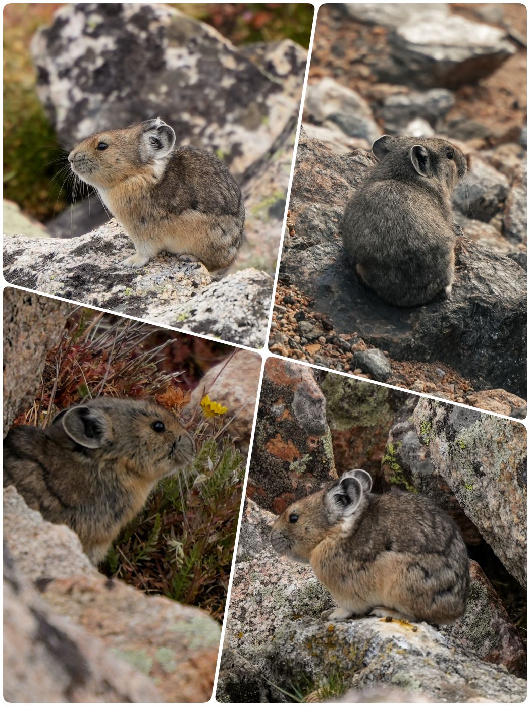 Pika (Pfeifhasen) im Yellowstone Nationalpark