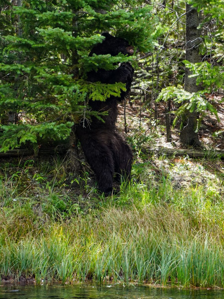 Schwarzbär im Yellowstone Nationalpark der sich an einem Baum reibt