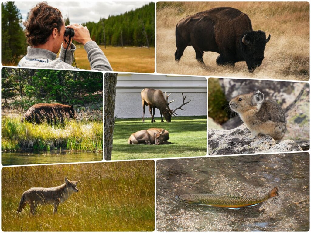 Unsere Erfahrungen mit Wildtieren im Yellowstone Nationalpark: Sehen, fotografieren und richtiges Verhalten