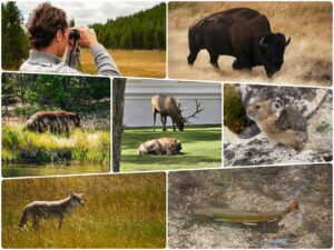 Unsere Erfahrungen mit Wildtieren im Yellowstone Nationalpark: Sehen, fotografieren und richtiges Verhalten
