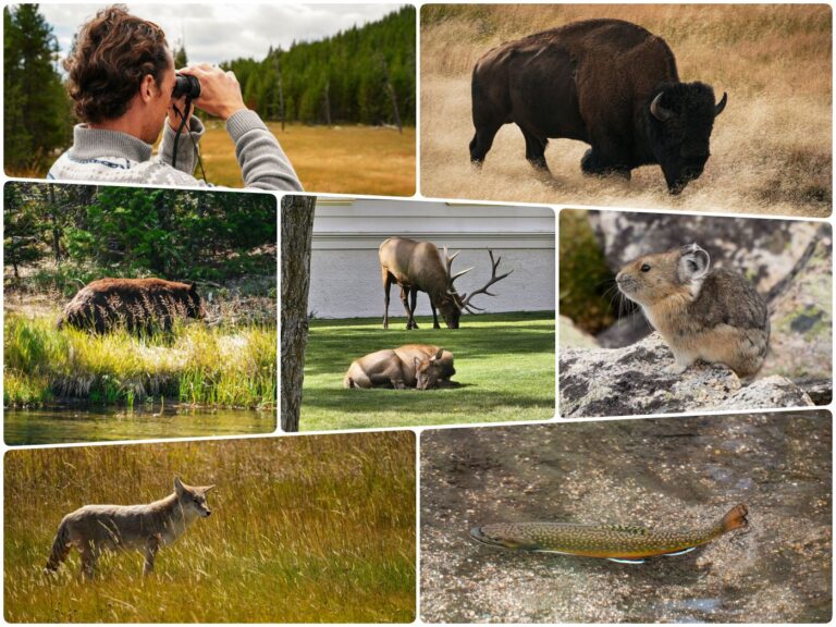 Unsere Erfahrungen mit Wildtieren im Yellowstone Nationalpark: Sehen, fotografieren und richtiges Verhalten