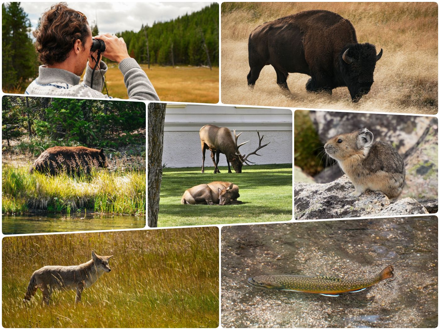 Unsere Erfahrungen mit Wildtieren im Yellowstone Nationalpark: Sehen, fotografieren und richtiges Verhalten