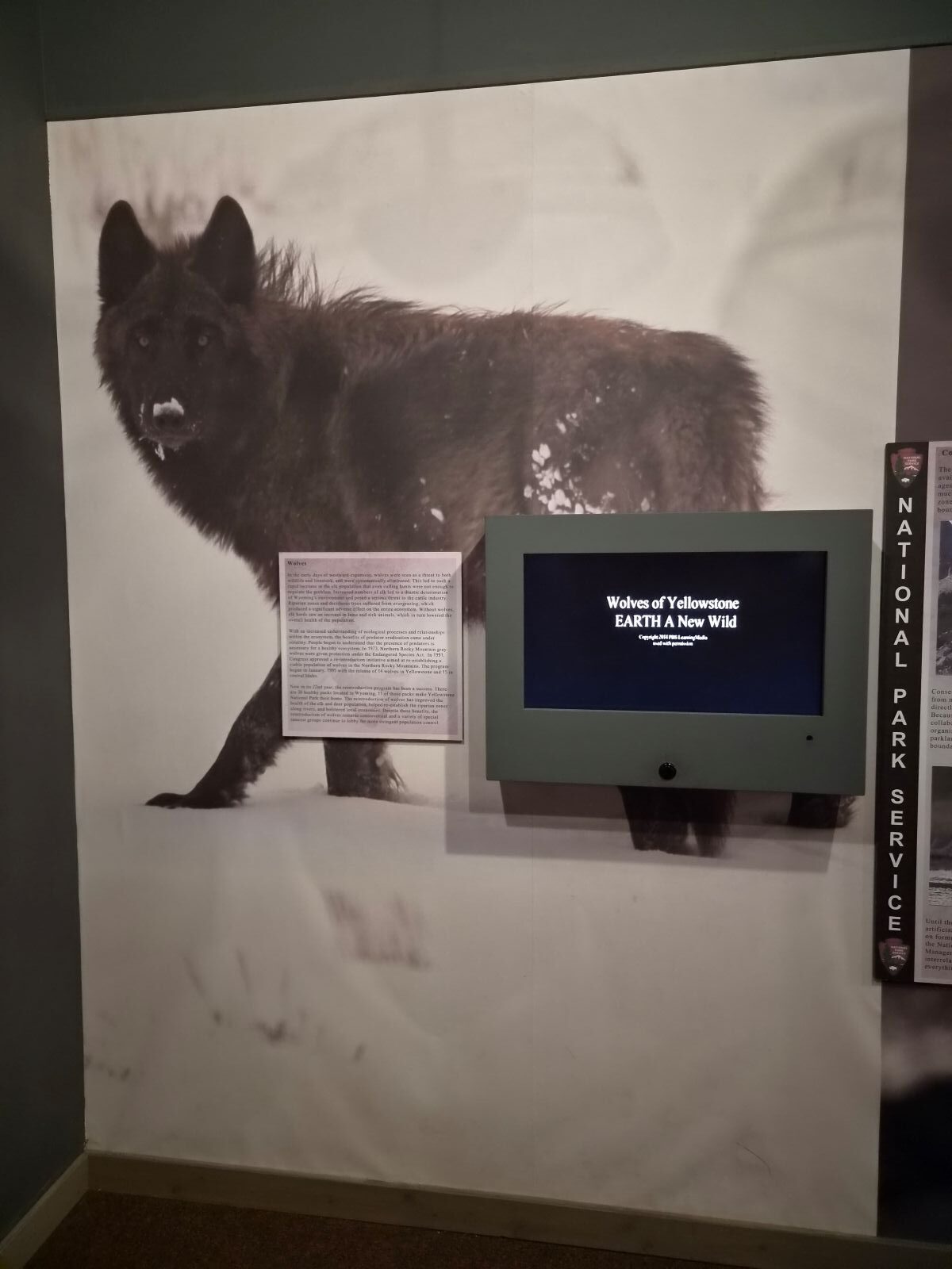 Die Geschichte der Wölfe im Yellowstone Nationalpark, erzählt im Nationalmuseum in Cheyenne, Wyoming