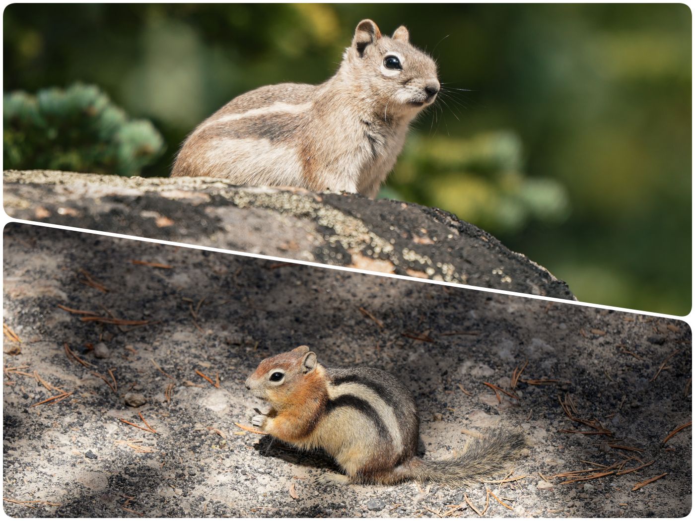 Tiere des Yellowstone: Chipmunks, Ziesel und andere Hörnchen