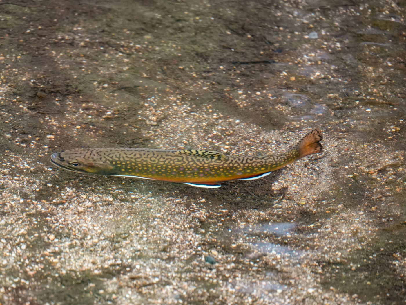 Yellowstone Cuttroat-Forelle