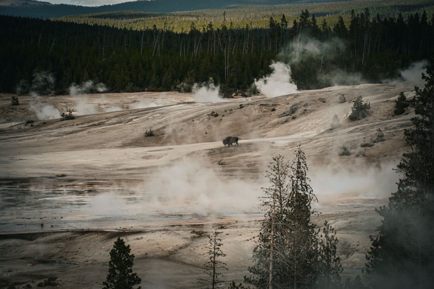 Ein einsames Bison, unterwegs im Norris Geyser Basin im Yellowstone Nationalpark