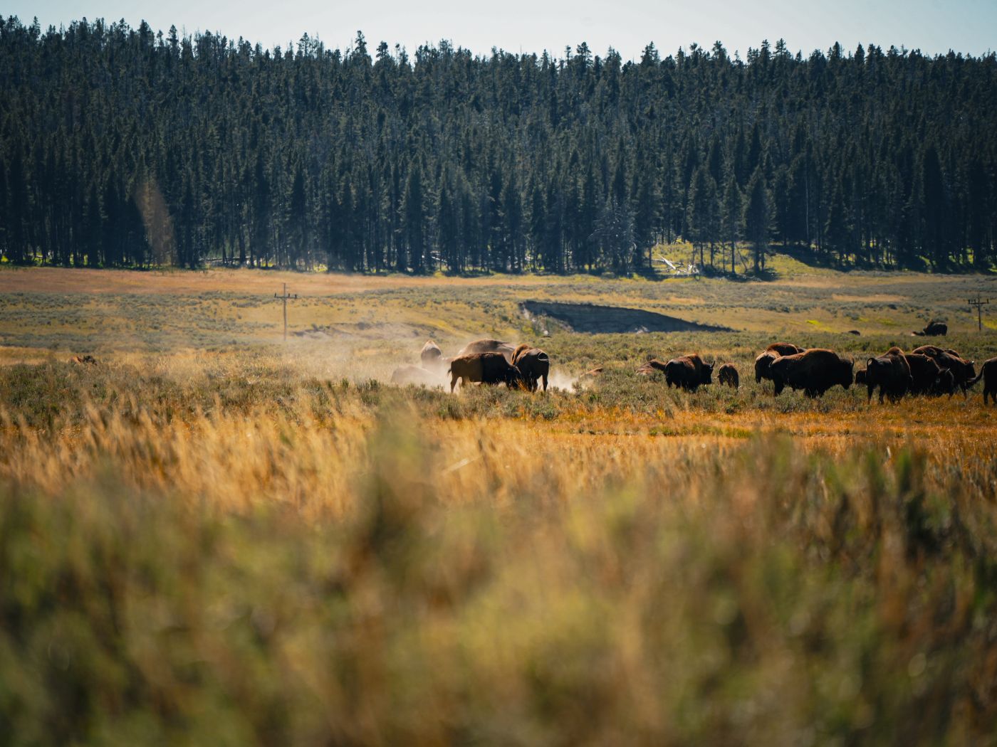 Bisonherde im Hayden Valley im Yellowstone Nationalpark