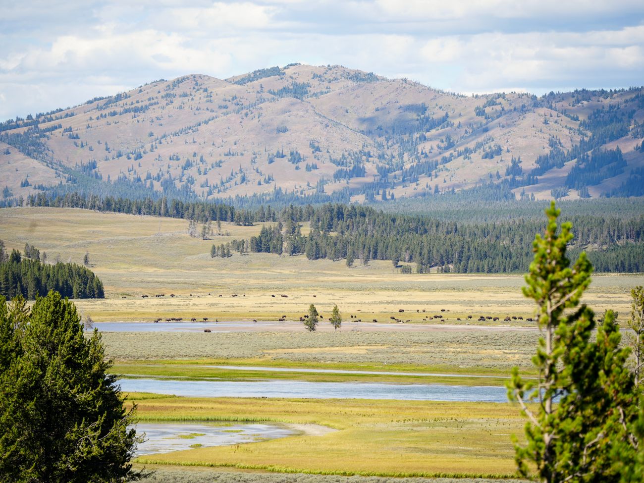 Bisonherde am Fluss im Hayden Valley im Yellowstone Nationalpark