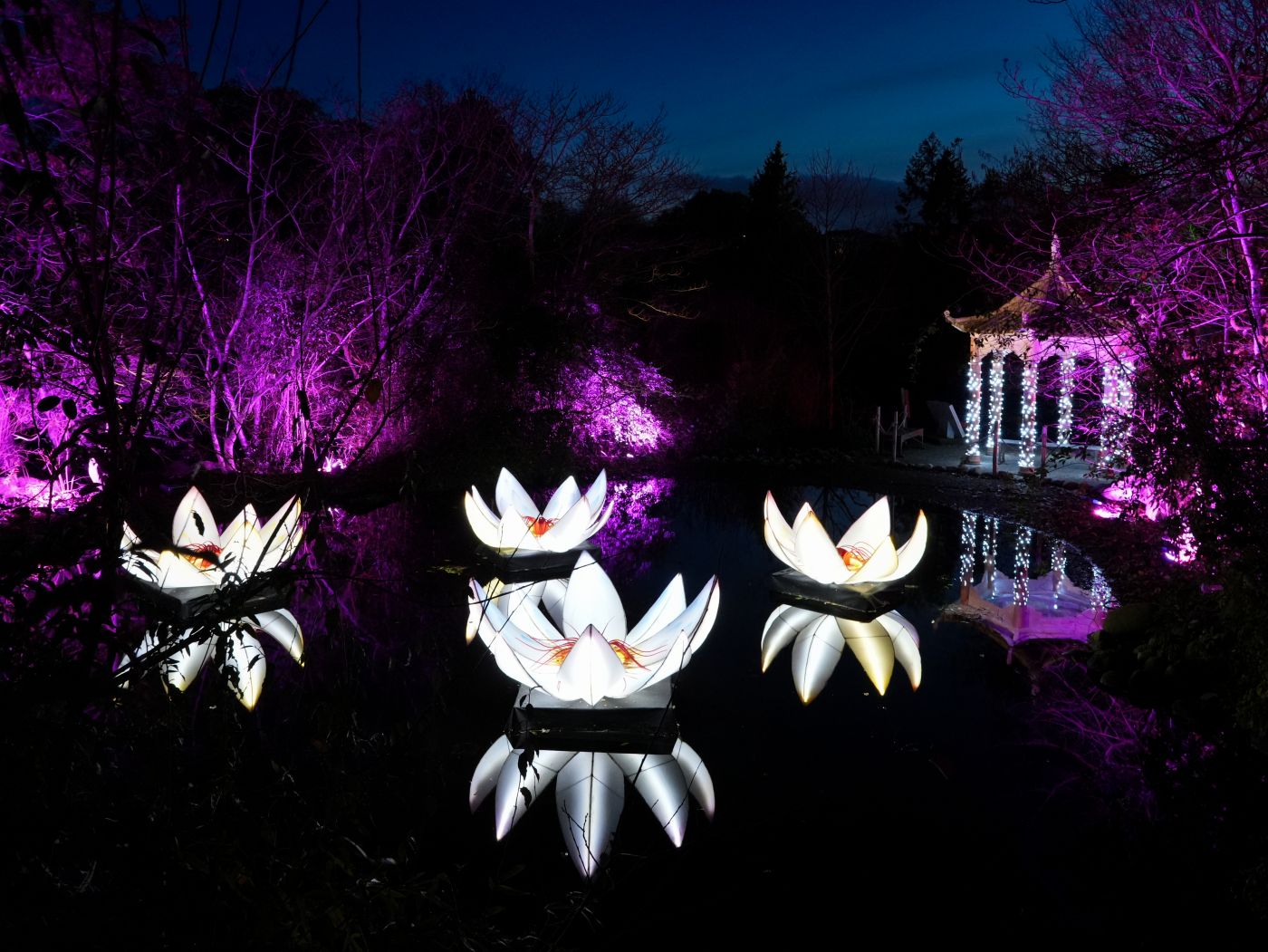 Christmas at the Botanics in Edinburgh