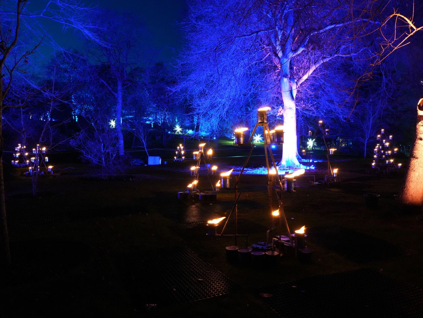 Christmas at the Botanics in Edinburgh